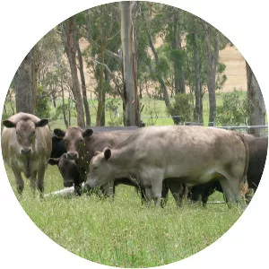 Greyman cattle
