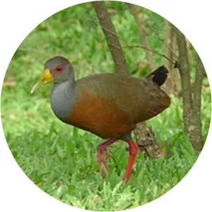 Grey-necked wood rail