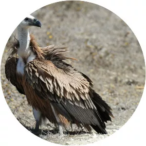 Griffon vulture - Birds
