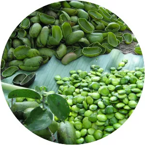 Griffonia simplicifolia