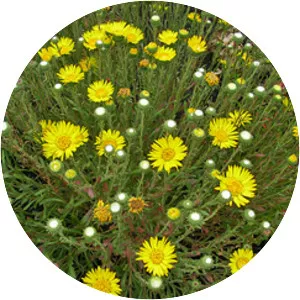 Grindelia hirsutula