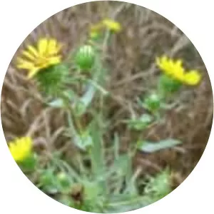 Grindelia integrifolia