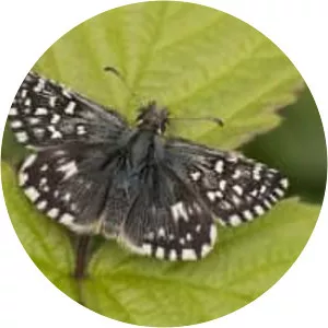 Grizzled skipper