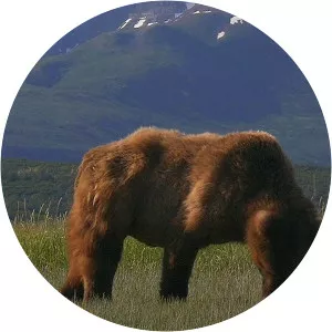 Grizzly Encounters with Chris MorganSince 2018