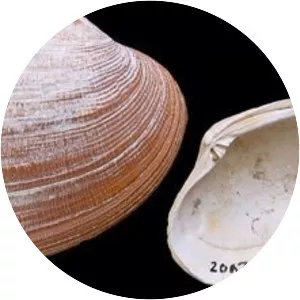 Grooved carpet shell
