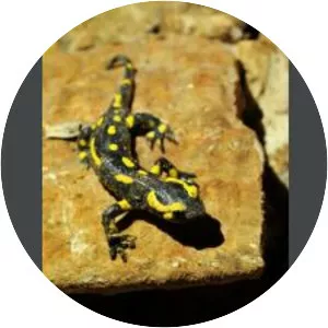 Grotte de la Salamandre - 