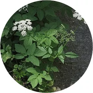 Ground Elder