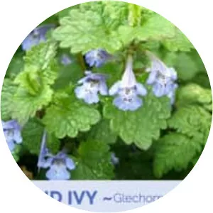 Ground-ivy - Plants