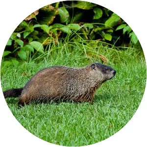 Groundhog
