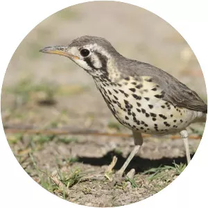 Groundscraper thrush