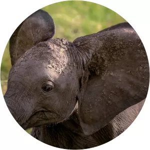 Growing Up photograph