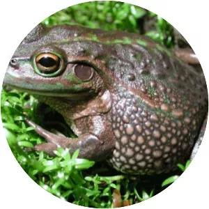 Growling grass frog