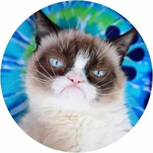 Grumpy Cat