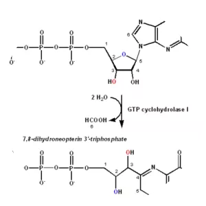 GTP cyclohydrolase I - 
