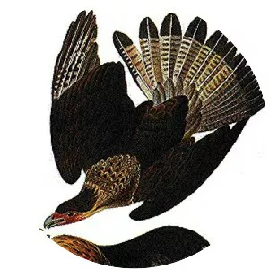 Guadalupe caracara - Bird