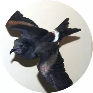 Guadalupe storm petrel