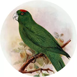 Guadeloupe parakeet