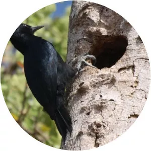Guadeloupe woodpecker - Bird