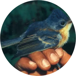 Guam flycatcher - Birds