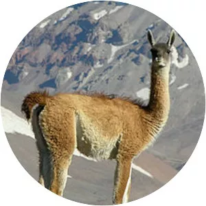 Guanaco