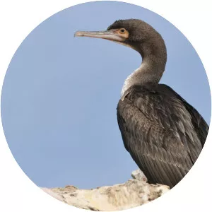 Guanay cormorant
