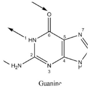 Guanine - 