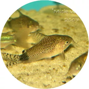 Guapore corydoras