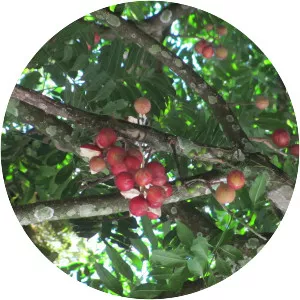 Guarea macrophylla - 