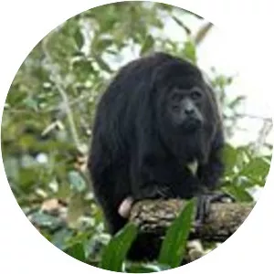 Guatemalan black howler