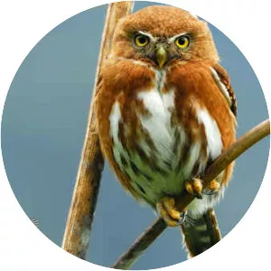 Guatemalan pygmy owl - 