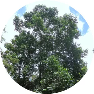 Guatteria australis - 