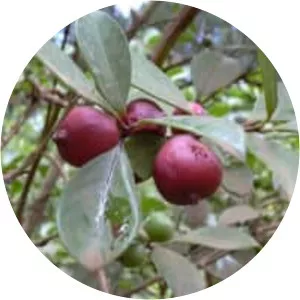 Guava