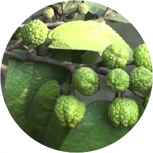 Guazuma ulmifolia - Plants