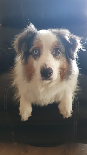 Gudebo hundpensionat