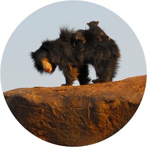 Gudekote Wildlife Sanctuary