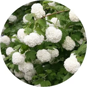 Guelder-rose (Gilaburu)