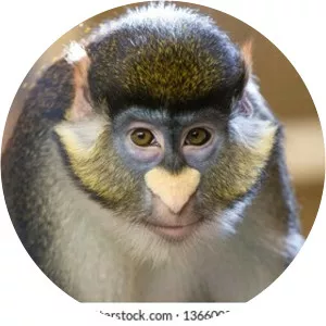 Guenon