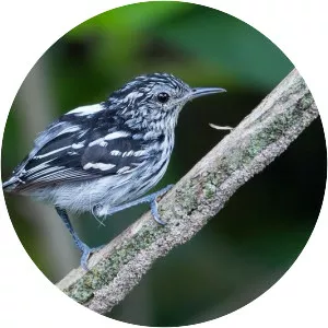 Guianan streaked antwren - Bird
