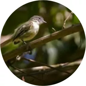 Guianan tyrannulet