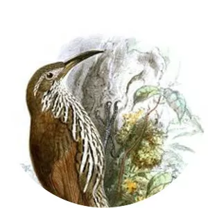 Guianan woodcreeper - Bird