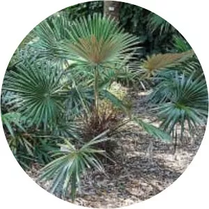 Guihaia argyrata