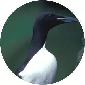 Guillemot