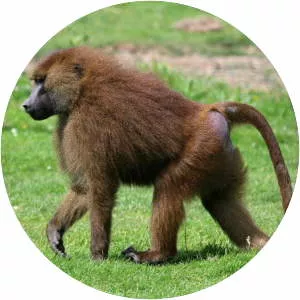 Guinea baboon