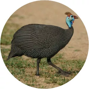 Guineafowl