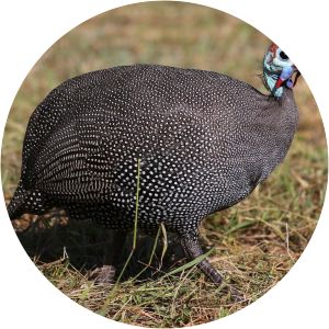 Guineafowls