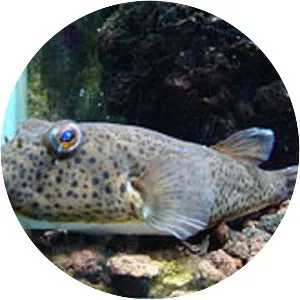 Guinean puffer