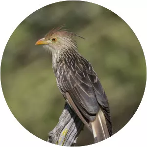 Guira cuckoo