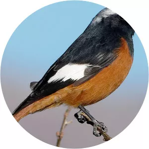Güldenstädt's redstart - Birds