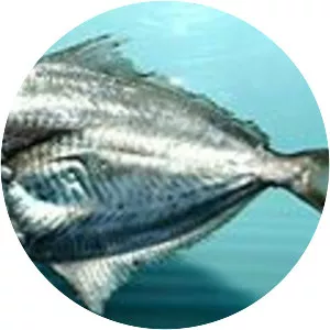 Gulf butterfish - 