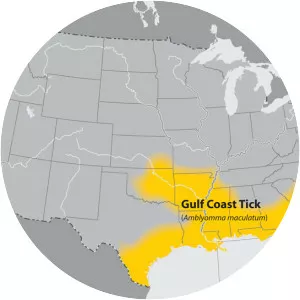 Gulf Coast of the United States